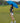 Cheshire Vented Auto-Open Golf Umbrella